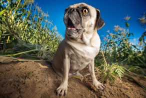 15 ужасно милых собак, которых застали врасплох