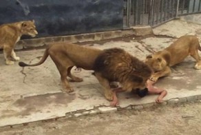 Тупой и еще тупее: 15 идиотов, которые перелезли через забор в зоопарке