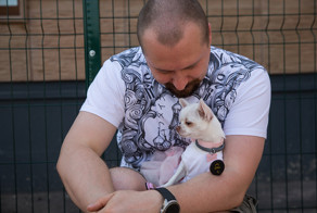 Кто, если не корги, или какую собаку выбрать