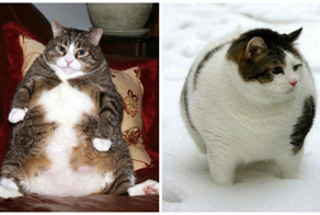 19 фотографий толстых котиков, которые сделают ваш день лучше