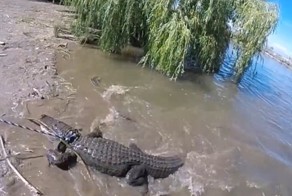 Поймать аллигатора за 60 секунд