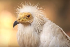 Стервятник разбивает страусиное яйцо при помощи камня