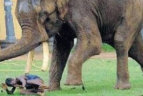 15 дрессировщиков, которые напросились сами