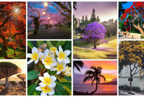 Самые фотогеничные деревья, которые очаруют вас своей красотой