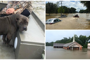 Измученная собака много часов боролась за свою жизнь и была спасена