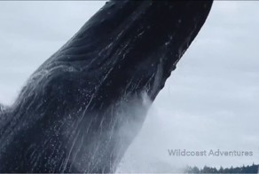 Горбатый кит выпрыгивает из воды на расстоянии вытянутой руки от камеры