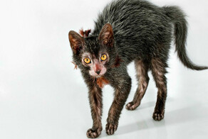 Коты-оборотни