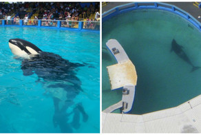 46 лет в консервной банке: самая одинокая в мире косатка