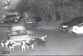 Бездомные собаки в Мурманске атакуют припаркованные Тигуаны