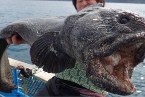 15 самых страшных и опасных животных мира