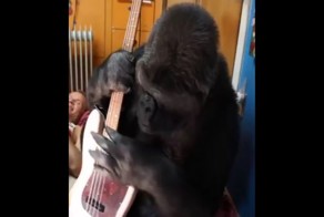 Горилла играет на бас-гитаре Фли из "Red Hot Chili Peppers"