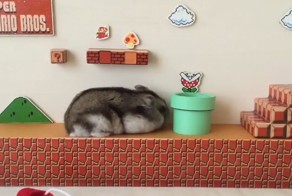 Хомячок проходит первый уровень игры «Супер Марио»