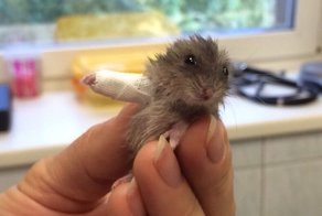 Ювелирная работа: Шина для лапки хомячка