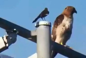 Мастер игнора