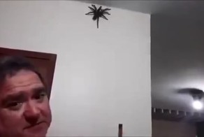 Убраем паука со стены