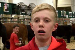 Пацана зажало между коров