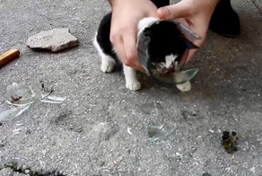 Спасение котенка, застрявшего в стеклянной банке