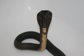 Последствия укуса чёрной очковой кобры