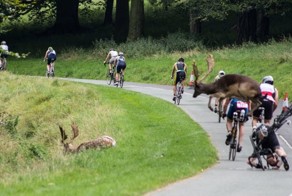 Олень сбил велосипедиста во время регулярных соревнований в Феникс-парке