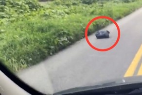 Щенка бросили на дорогу завязанным в мешок
