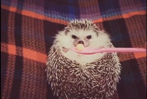 Не такой уж и колючий! Ежонка кормят яблочком