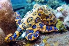 Прекрасные и опасные: эти 15 существ прикончат вас за четыре минуты