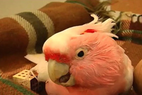 Самый старый в мире какаду умер в США