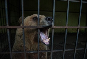 Спасение самого грустного в мире медведя: мишка Томи наконец-то свободен!