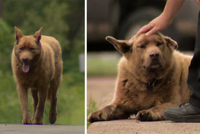 Каждый день эта старая собака проходит 6 километров, чтобы поздороваться с людьми