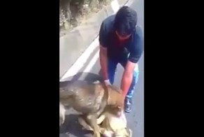 Вот как выглядит настоящая собачья дружба