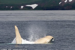 Айсберг жив! Невероятно красивая и удивительно редкая белая косатка замечена спустя 4 года