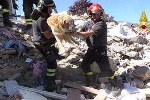 В Италии после землетрясения спасли золотистого ретривера, который провёл десять дней под завалами