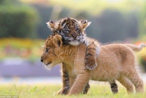 Лучшие друзья — тигренок и львенок из японского сафари-парка