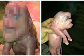 Поросёнок-мутант с пенисом на лбу