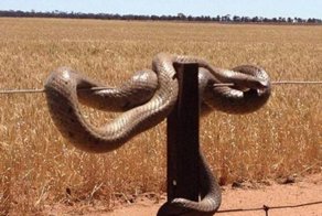 Австралия - страна-сказка! Только сказочка-то страшненькая