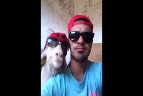 Эта козочка запросто может стать новой звездой рекламы жвачки