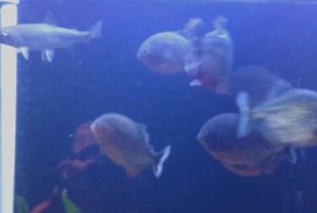 Пираньи в аквариуме заживо съедают форель