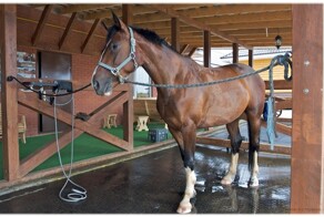 О хорошем отношении к лошадям