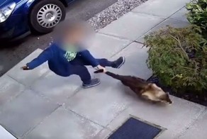 Никто не смеет обижать котиков. Никто!