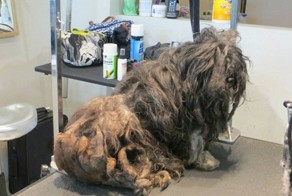 Бездомную собаку постригли впервые за всю ее жизнь, и она изменилась до неузнаваемости