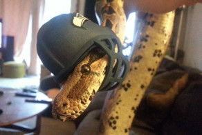 Эти змеи в шляпах просто восхитительны!