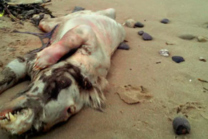 15 самых странных штук, выброшенных морем на берег