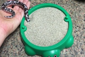 Хозяйка знакомит своего домашнего питомца с его новой игрушкой