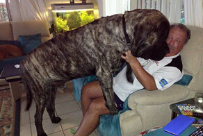 Самая крупная собачка Австралии не осознает свой вес и обрушивает на хозяина все 113 кг своей любви