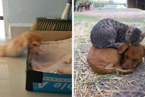 55 забавных доказательств того, что кошки могут уснуть где угодно