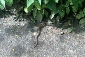 Укус гадюки. Личный опыт 