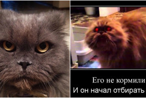 Я всего лишь забыл покормить кота!