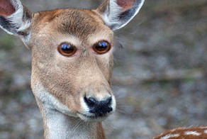 Как бы выглядели животные, если бы их глаза были спереди