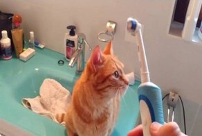 Этот кот просто обожает массаж от электрической зубной щетки