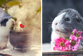 Знакомьтесь, невероятно фотогеничная морская свинка по кличке Мипс